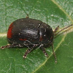 Gonioctena fornicata Gonioctena fornicata